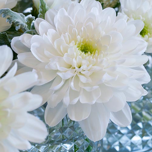 Chrysanthemum breeder with unique varieties, colours and forms