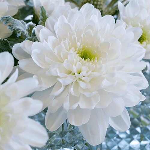 Mehr als 200 Chrysanthemensorten