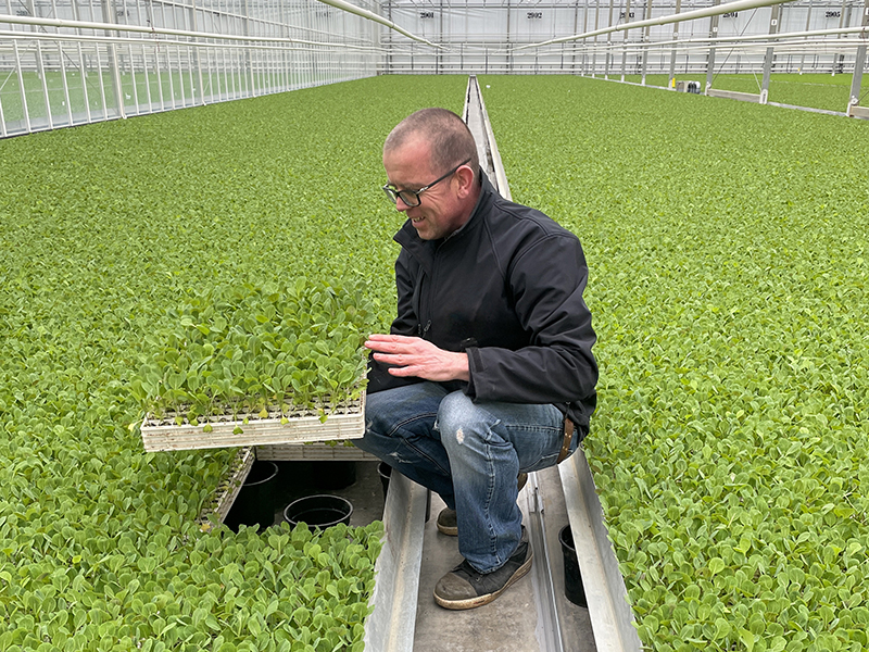 Brassica season at Beekenkamp Plants Vegetables has started!