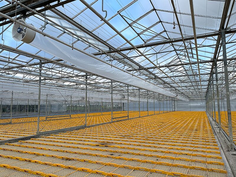 Beekenkamp Plants' Lutjebroek location ensures optimal plant quality with greenhouse innovations