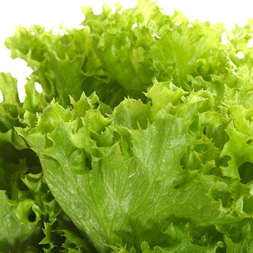 Curly lettuce