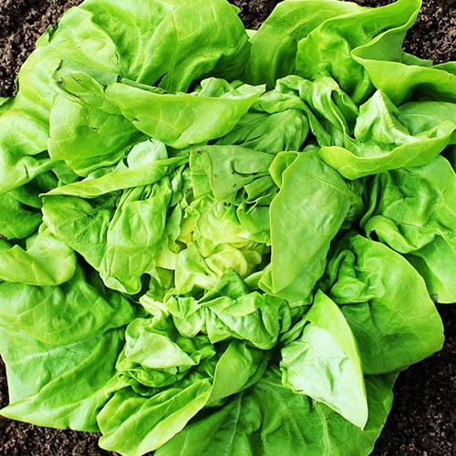 Greenhouse lettuce