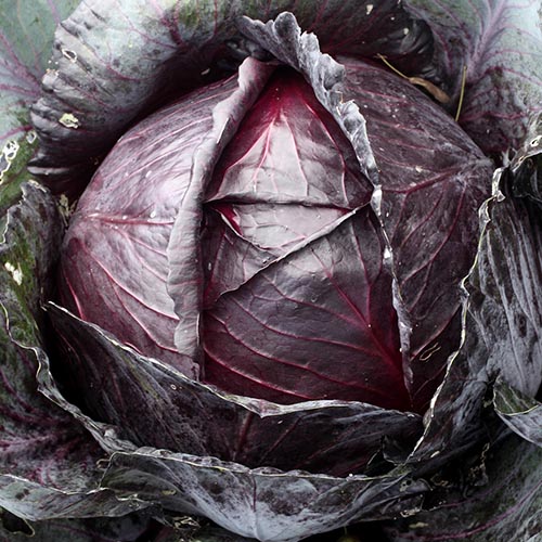 White cabbage & red cabbage