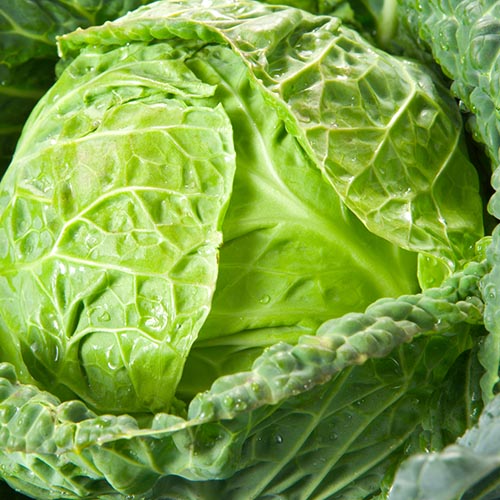 Savoy cabbage