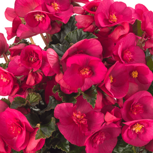 Begonia