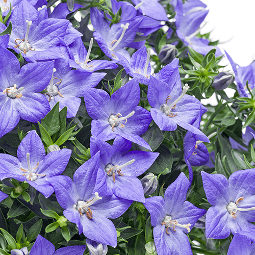 Campanula