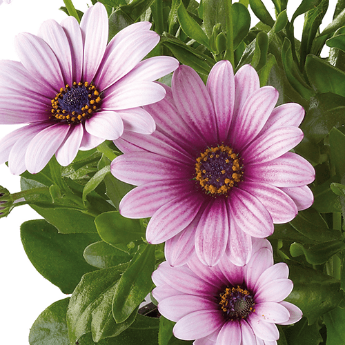 Osteospermum