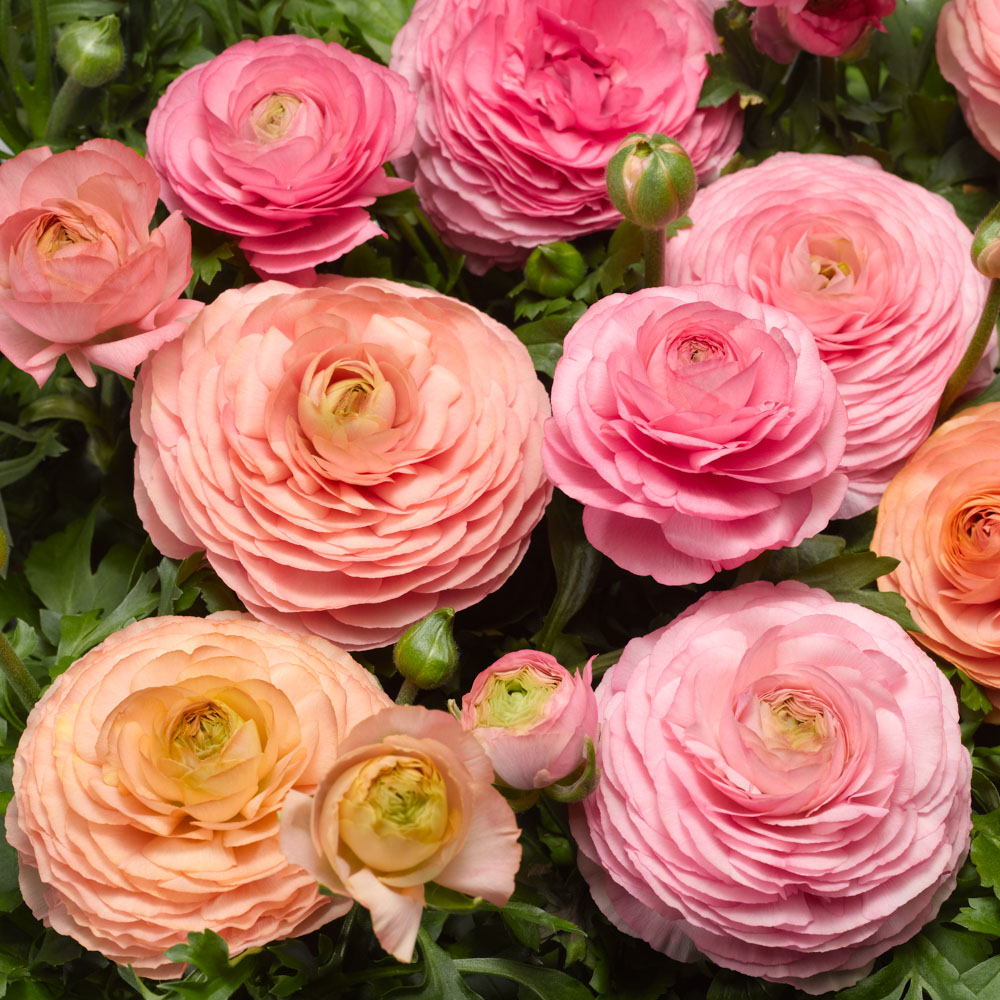 Ranunculus Magic Ranunculus Magic