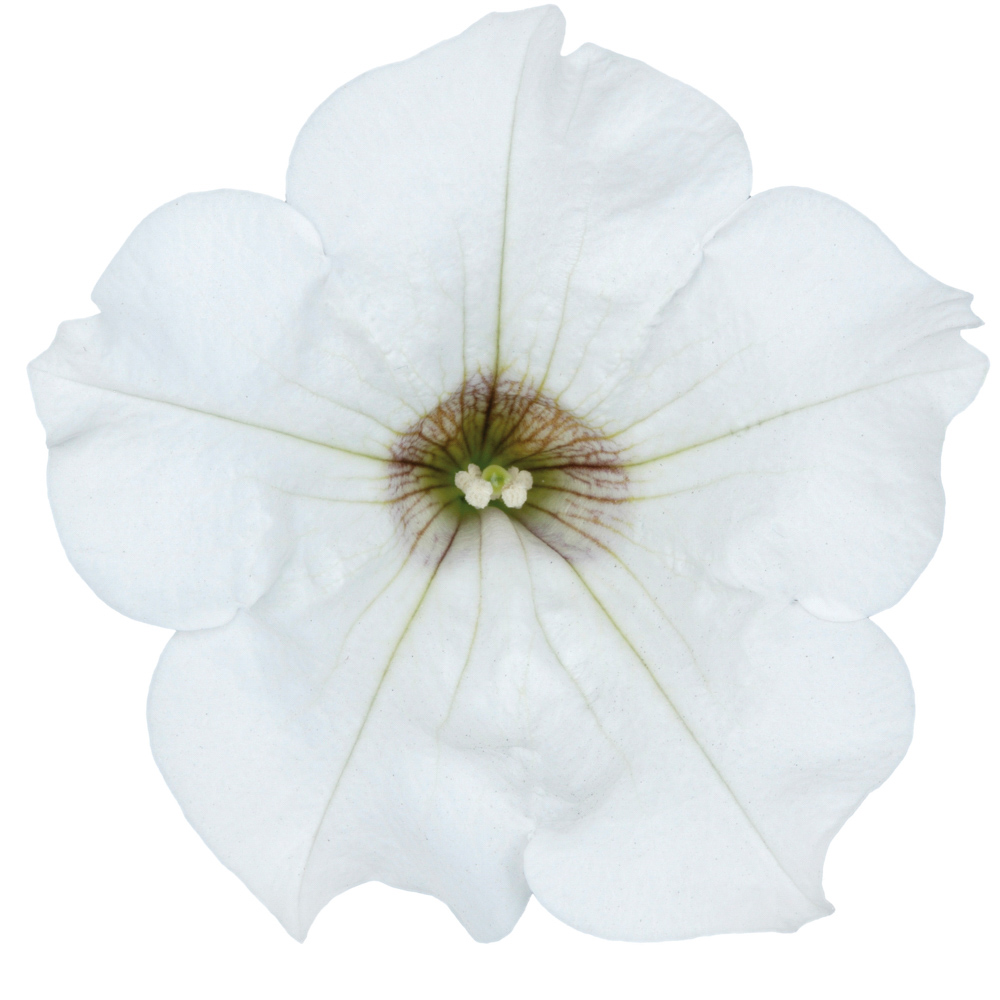 Сурфиния табле вайт. Петуния Surfinia White. Петуния Surfinia Table White. Петуния Surfinia Classic White. Сурфиния Сноу.