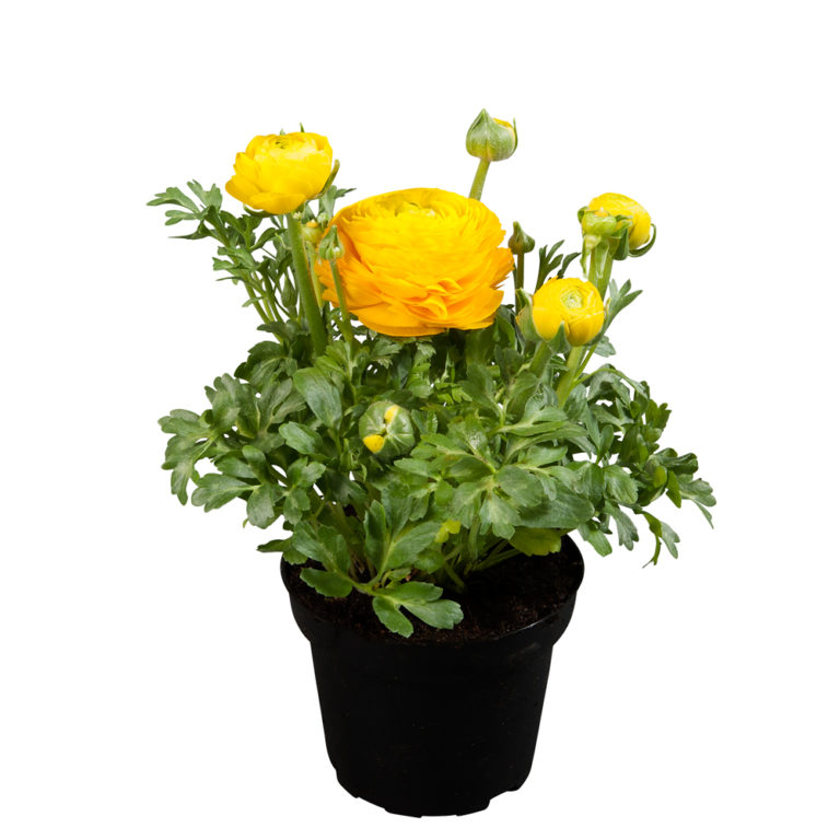 Ranunculus Sprinkles® Yellow Beekenkamp Plants