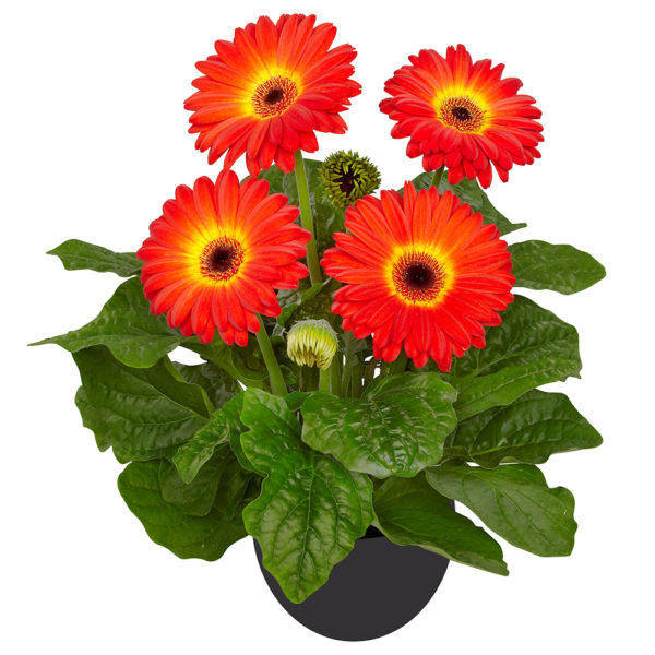 Gerbera Flori Line® Maxi Dark Fireball - Beekenkamp Plants