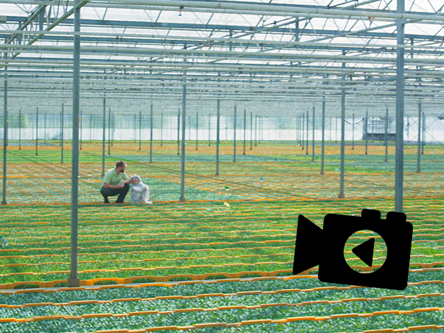 From seed to tomatoes, Beekenkamp Vegetables shows it in the new corporate movie!