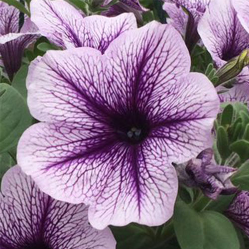 Petunia Tea blue vein
