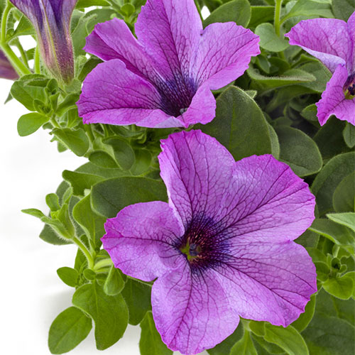 Petunia Tea light violet