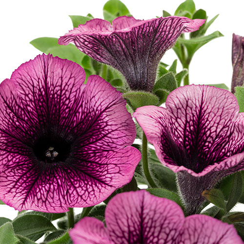 Petunia Tea magenta vein