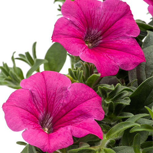 Petunia Tea pink