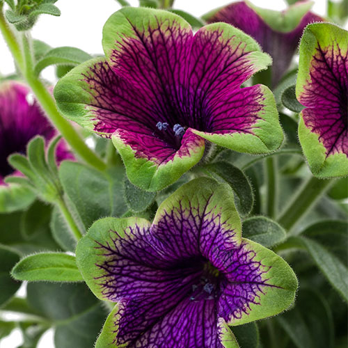 Petunia Tea purple green edge