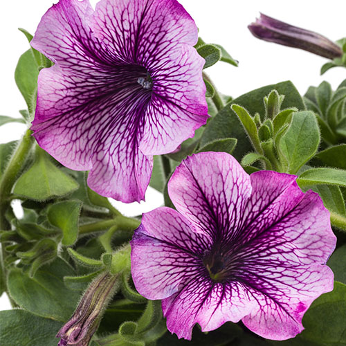 Petunia Tea purple vein close