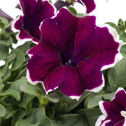 Petunia Tea purple white edge
