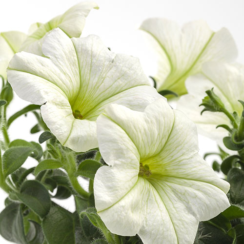 Petunia Tea white