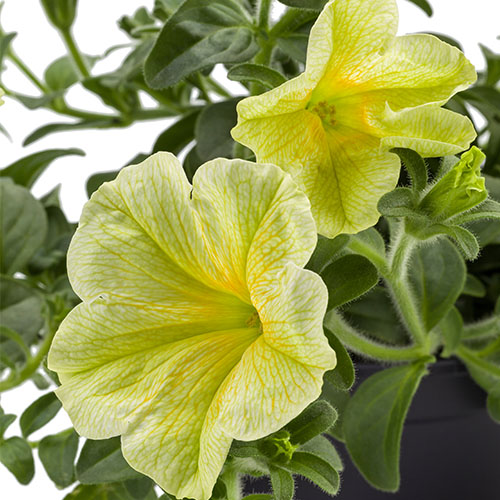 Petunia Tea yellow close
