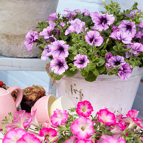 Petunia tea purple vein