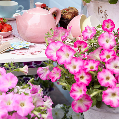 Petunia tea rose