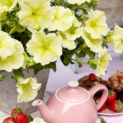 Petunia tea yellow