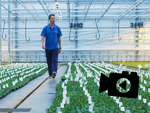 Beekenkamp Plants launches the new corporate film for Ornamentals.