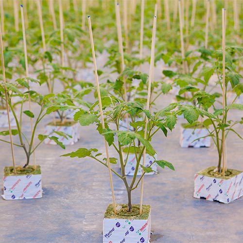 helpen Beschuldigingen voorbeeld Plantenkwekerij Tomaat | Beekenkamp | tomatenplanten van hoge kwaliteit