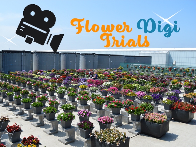 BEEKENKAMP PLANTS LANCEERT FLOWER DIGI TRIALS ALS ALTERNATIEF VOOR FLOWERTRIALS