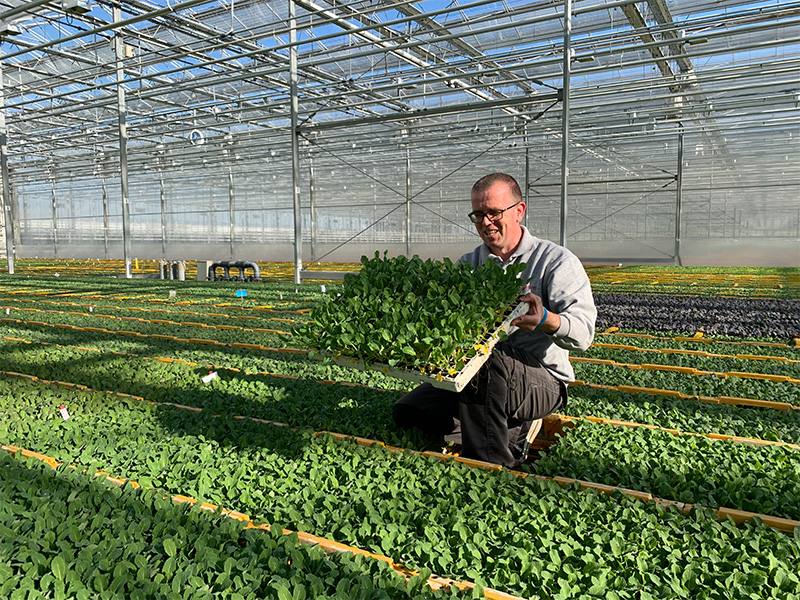 Brassica season has started! Beekenkamp Plants Vegetables supplies hundreds of thousands of brassica plants to professional growers in Europe every day.