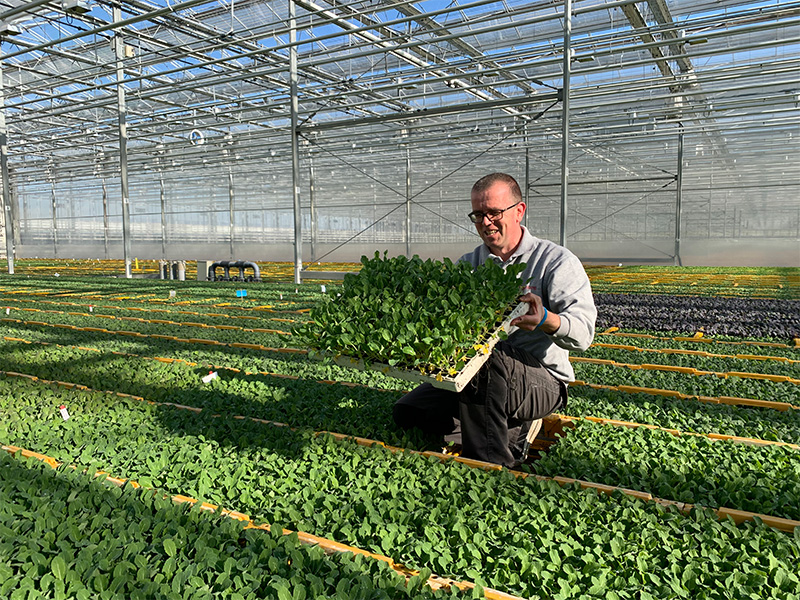 Het koolseizoen is van start! Beekenkamp Plants Vegetables levert dagelijks honderdduizenden koolplanten aan de professionele telers in Europa.