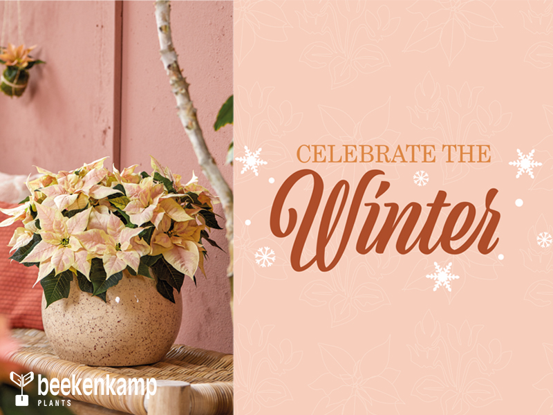 CELEBRATE THE WINTER!