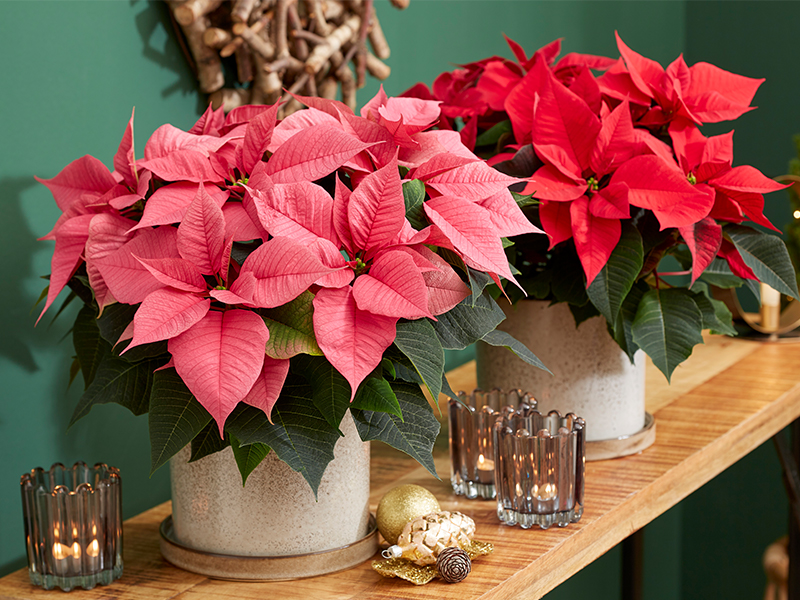 Beekenkamp Plants en Dümmen Orange organiseren opnieuw samen Poinsettia trials