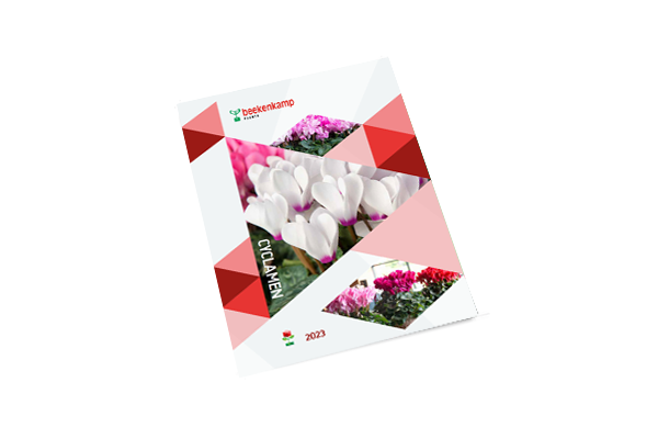Cyclamen
