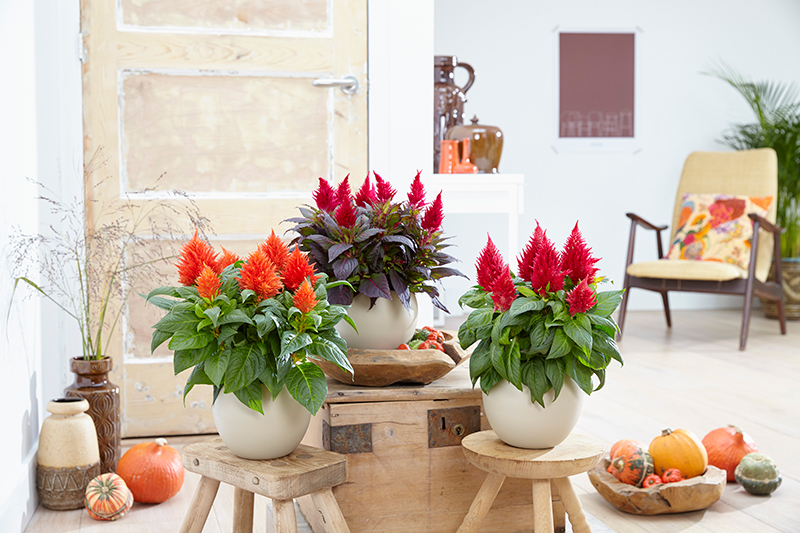 Celosia Kelos: the colours to your autumn