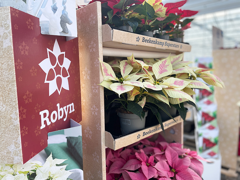 Beekenkamp Plants, Dümmen Orange and Lazzeri Giovani Piante jointly organise Poinsettia Trials