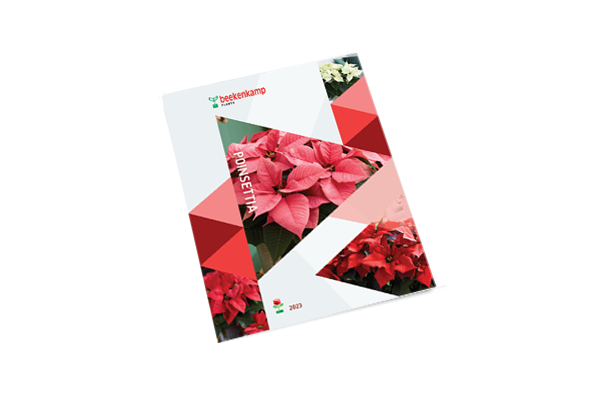 Poinsettia North America