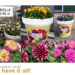 Blooming Into Summer With LaBella Dahlia!