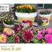 Bloeiend De Zomer In Met LaBella Dahlia!