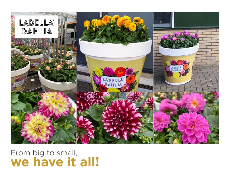 Bloeiend de zomer in met LaBella Dahlia!