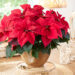 Landelijke Poinsettia Dag
