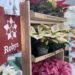 Poinsettia Trials