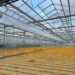Le Site De Lutjebroek De Beekenkamp Plants Assure Une Qualité Optimale Des Plantes Grâce à Des Innovations Dans La Serre