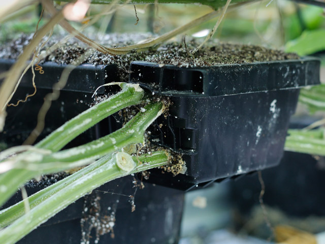 Reroot cucumber substrate trough