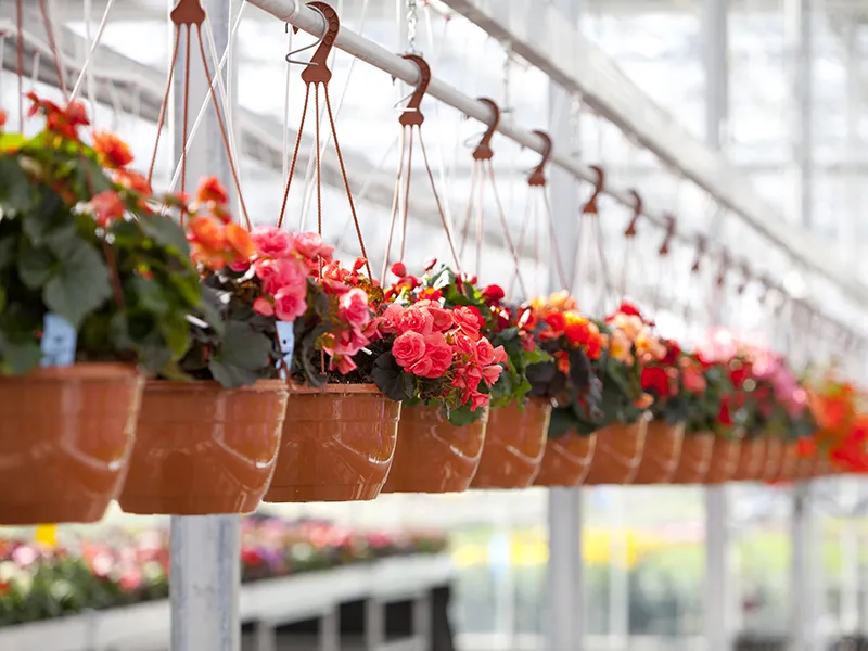 Hanging baskets met verschillende kleuren Begonia's van Beekenkamp Ornamentals