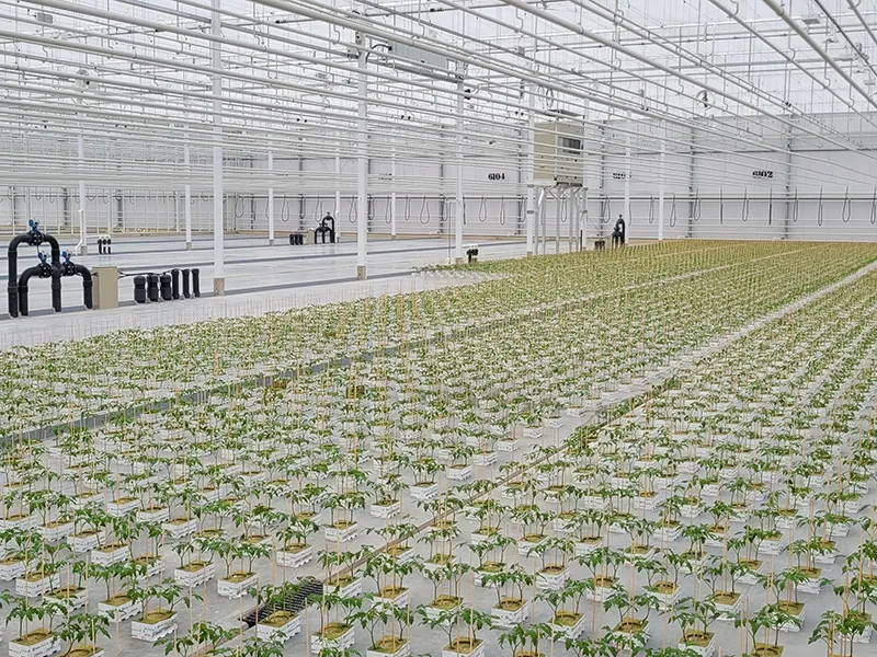 Kas met jonge tomatenplantjes