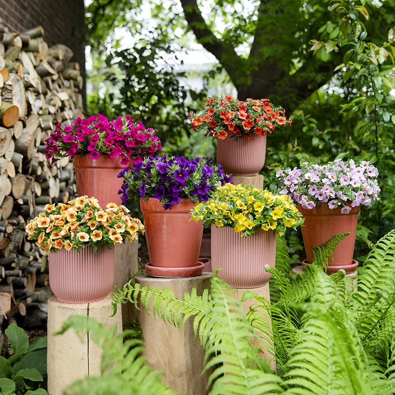 Calibrachoa Oasis serie van Beekenkamp Ornamentals