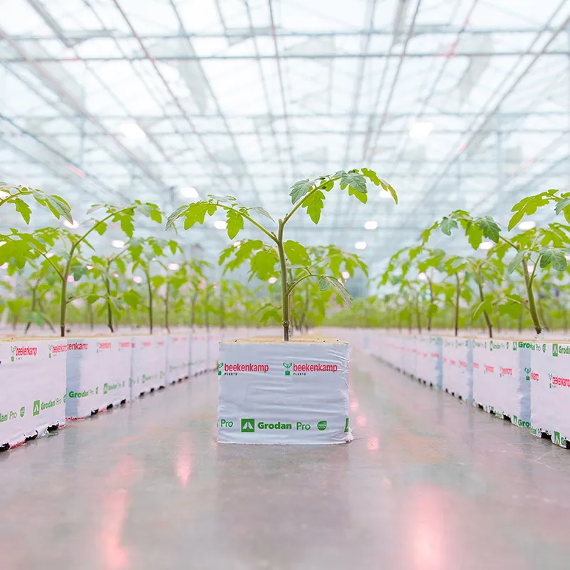 Jonge tomatenplant in de kas van Beekenkamp Vegetables.